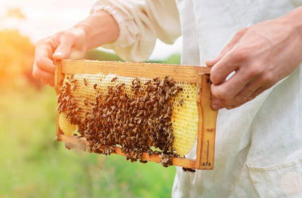 تصویر 5 از خرید و فروش عسل کوهی اصل با شرایط فوق العاده
